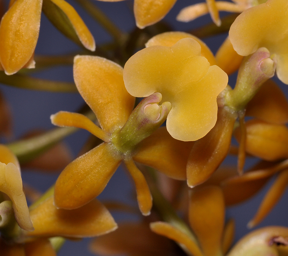 Epidendrum anceps. Close-up.