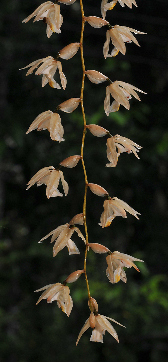 Coelogyne venusta. Closer.