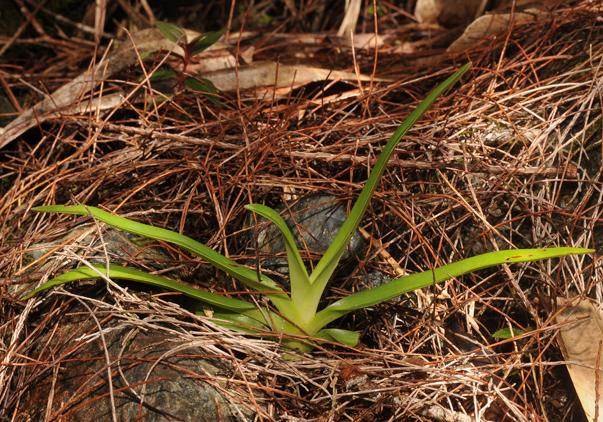 Paphiopedilum rothschildianum. Young plant.