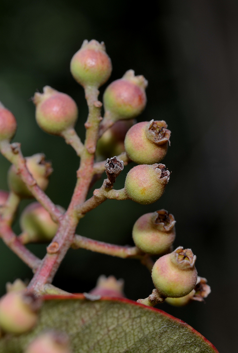 Rhaphiolepis philippinensis. Close-up fruits.