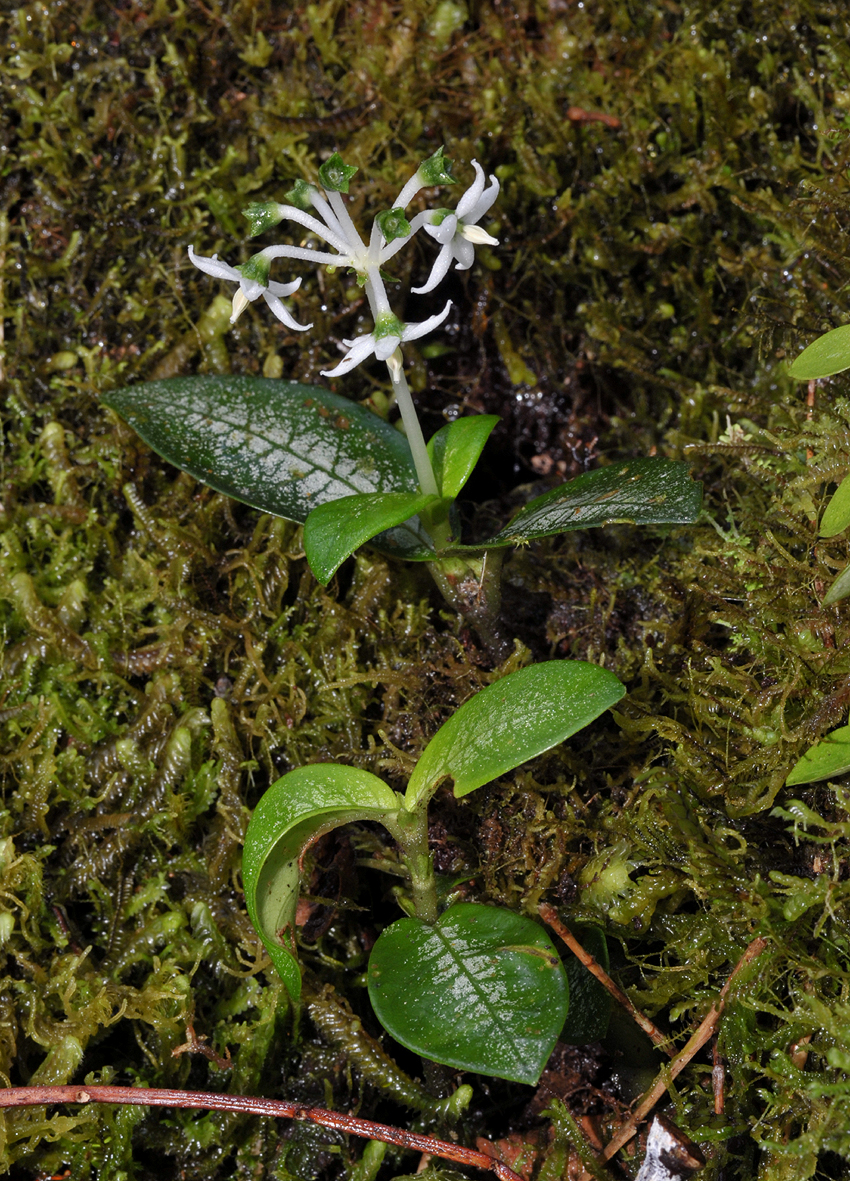 Argostemma hameliifolium