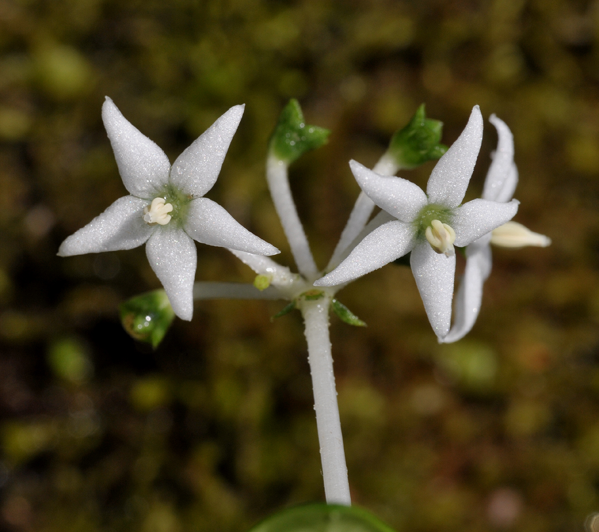 Argostemma hameliifolium. Close-up.