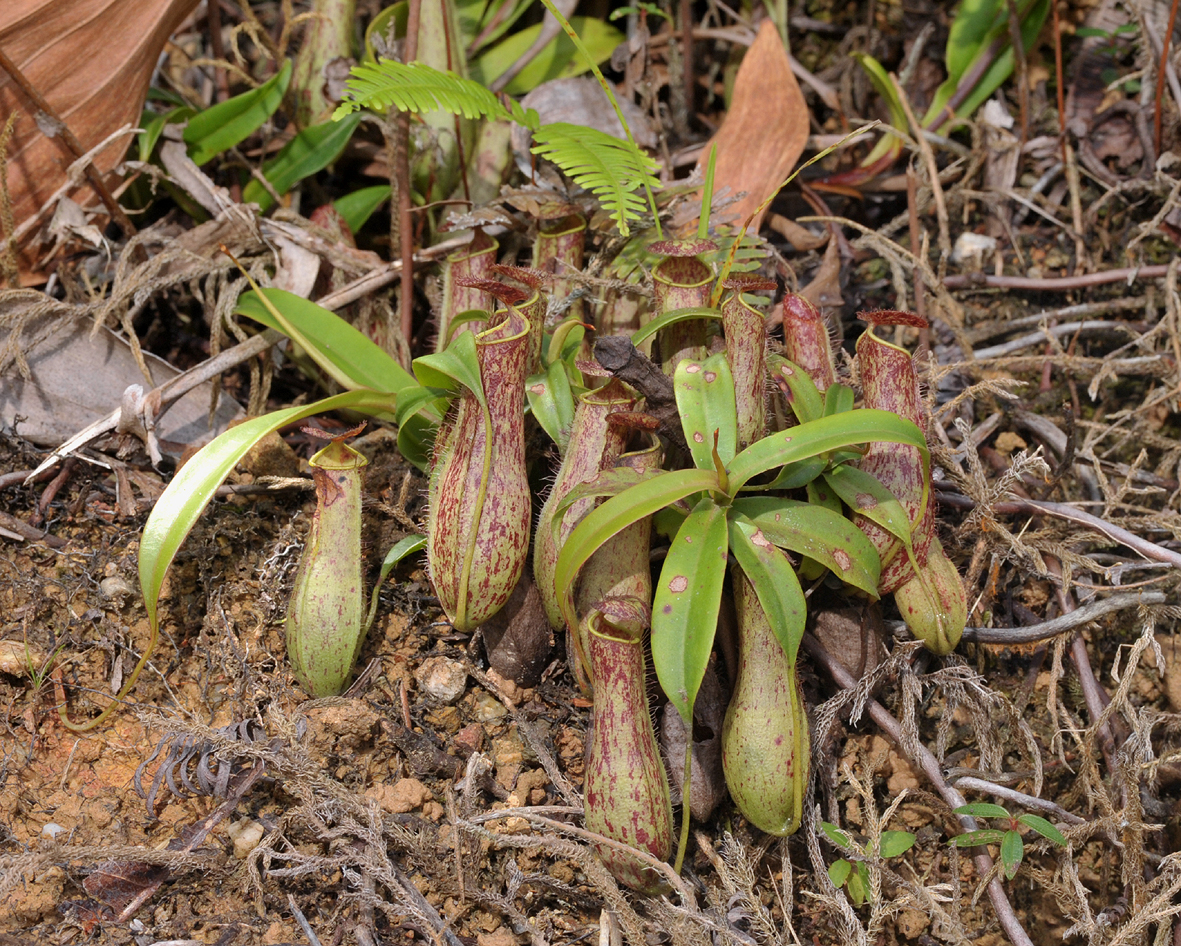 Nepenthes gracilis