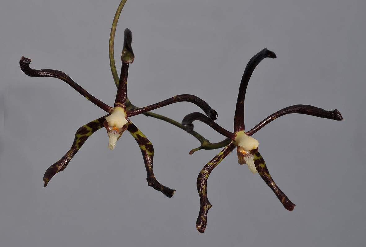 Arachnis calcarata. Closer. 