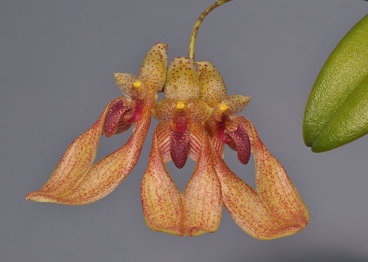 Bulbophyllum annandalei. Close-up. 