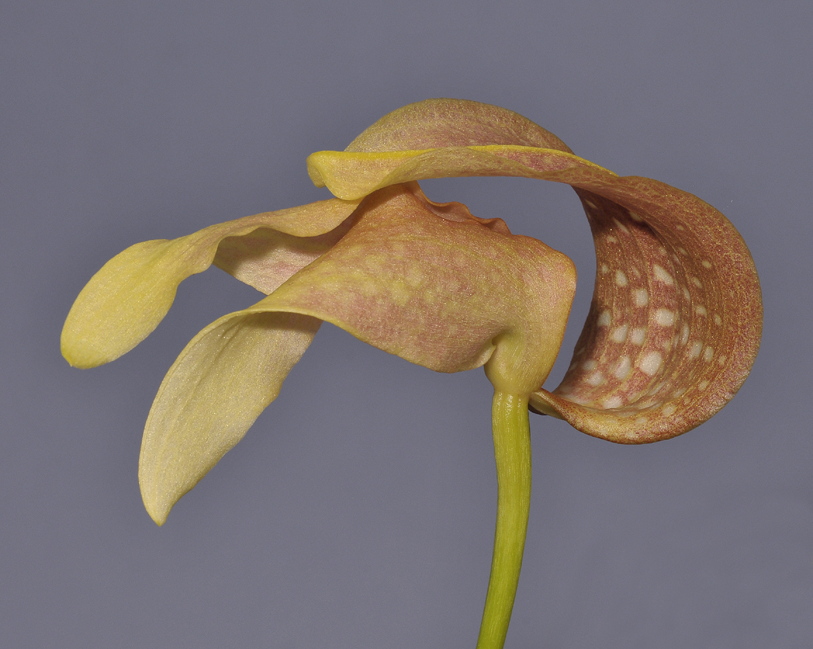 Bulbophyllum grandiflorum. Close-up. 