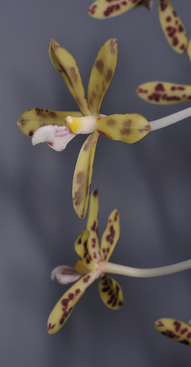 Dipodium scandens. Closer.