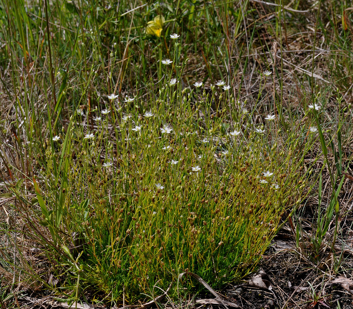 Minuartia verna.