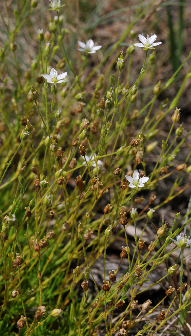 Minuartia verna. Closer.