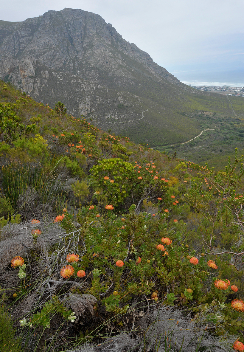Fernkloof with Leucospermum cordifolium.
