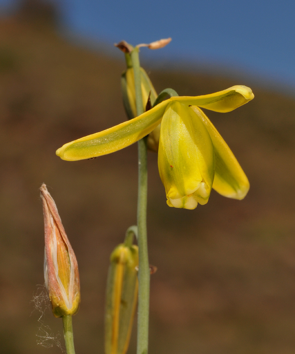 Albuca sp. Close-up.