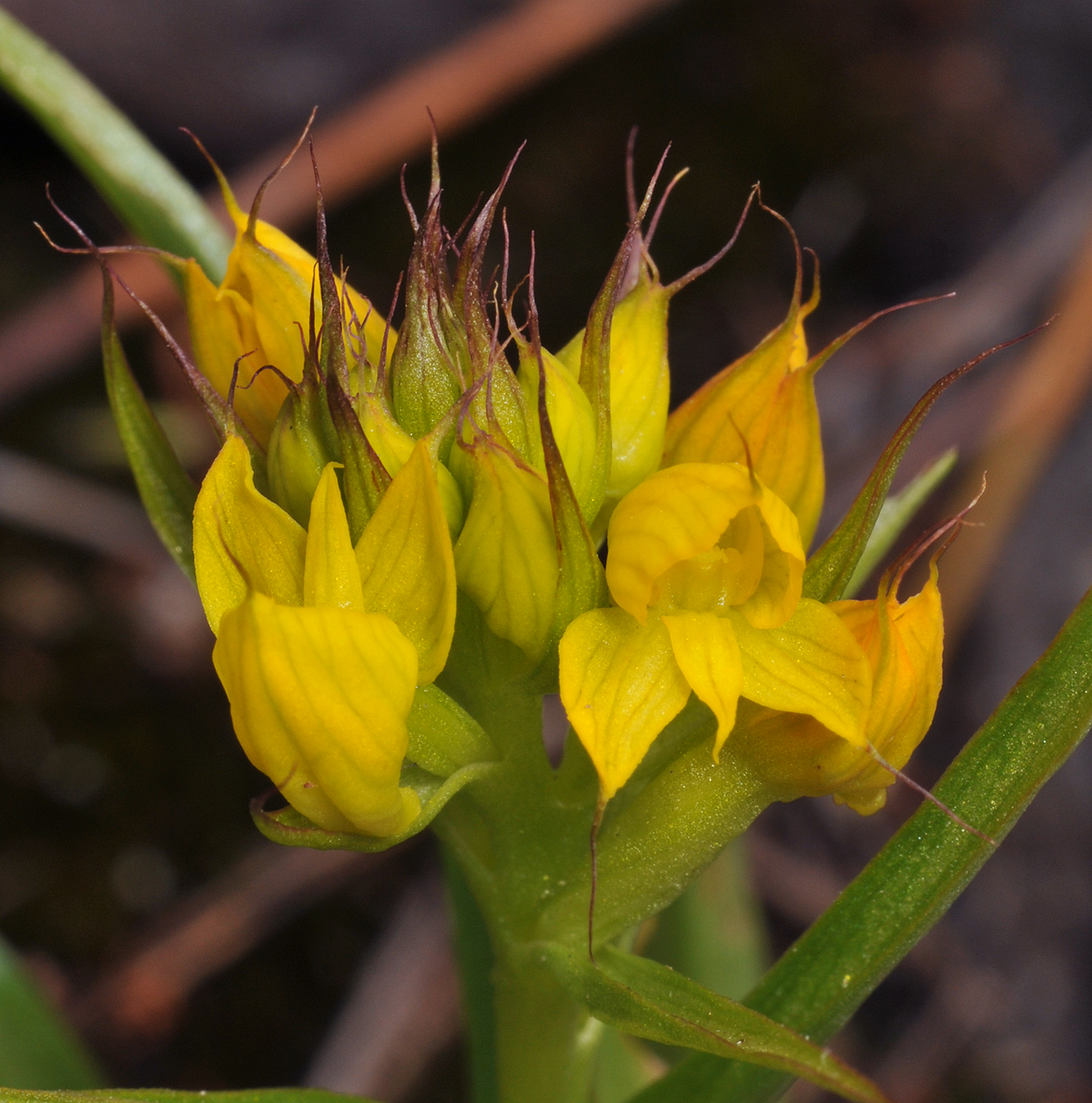 Disa telipogonis. Close-up.