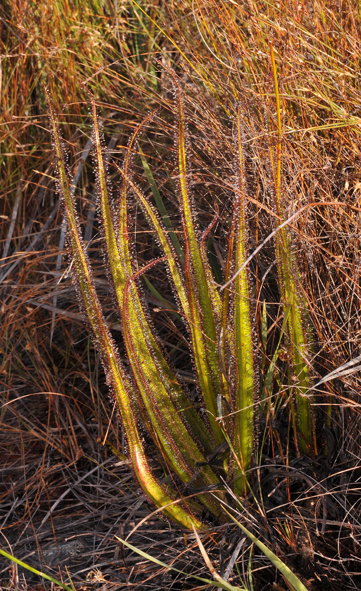 Drosera regia