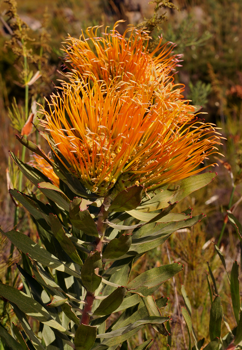 Leucospermum catherinae. Closer.