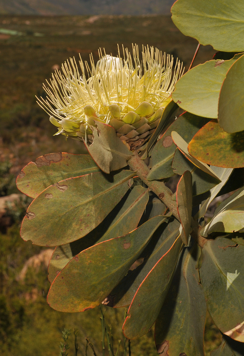 Protea nitida. Closer.