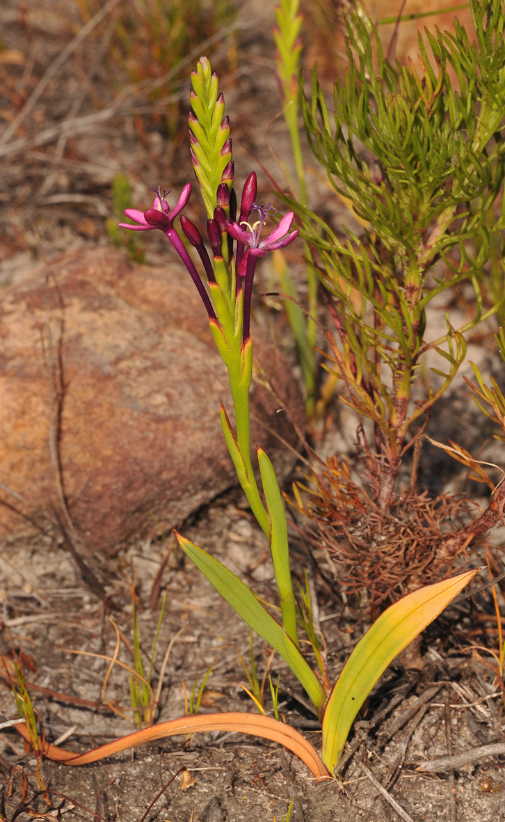 Thereianthus minutus