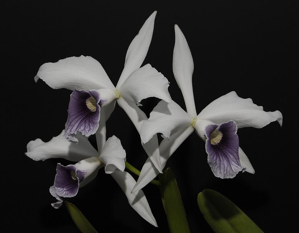 Cattleya purpurata Werkhaeuseri-superba.