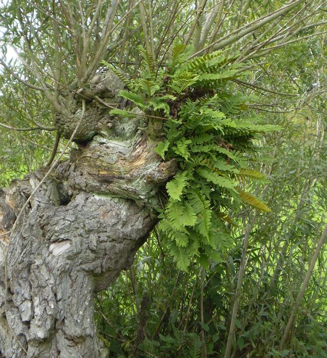 Polypodium vulgare. In a willow tree