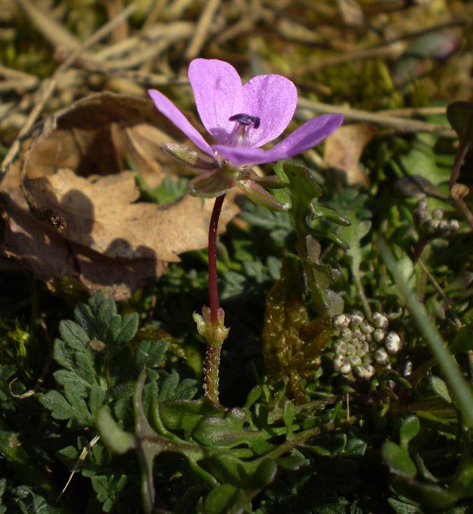 Erodium cicutarium.