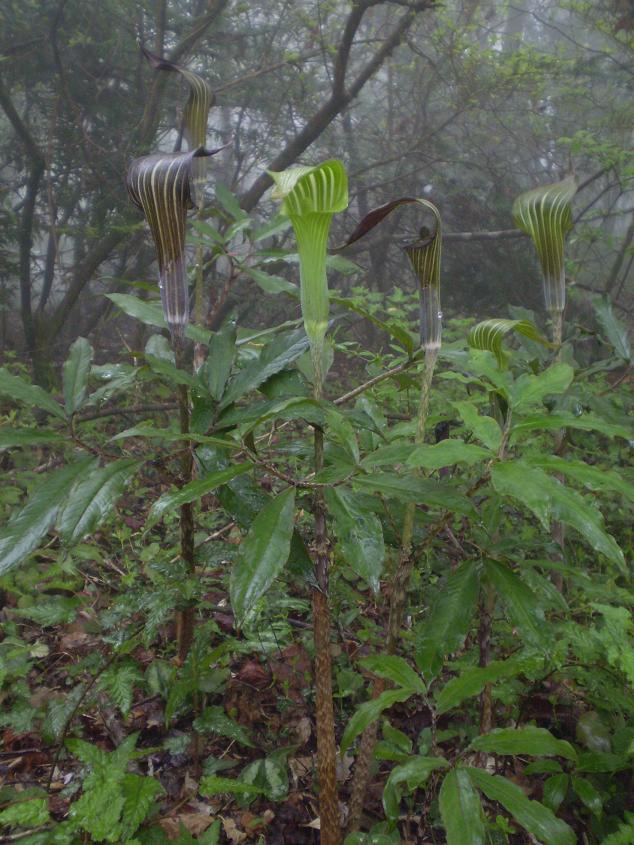 Arisaema serratum.