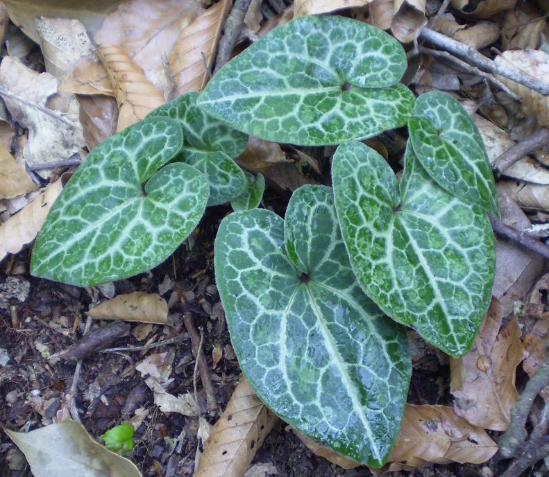 Asarum asaroides marbled.