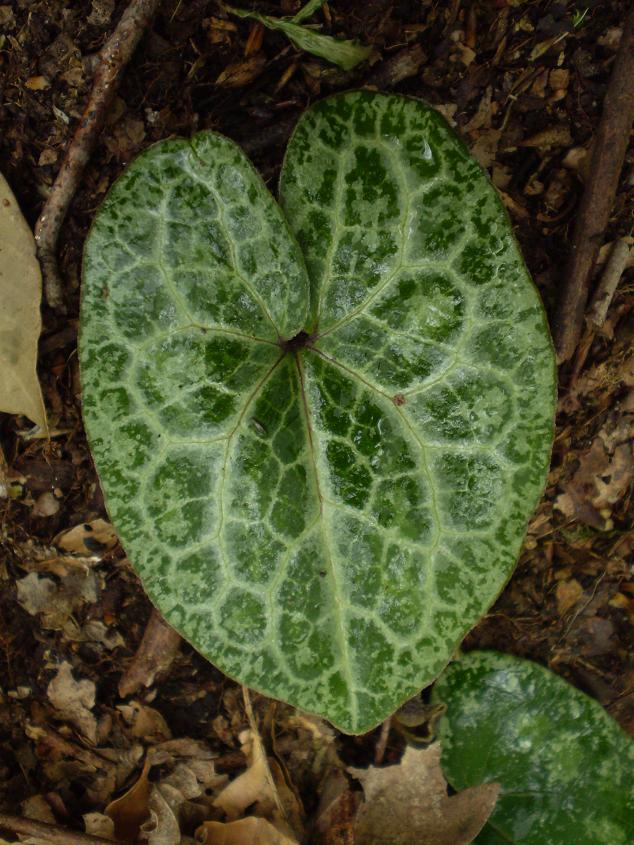 Asarum asaroides marbled hyper.