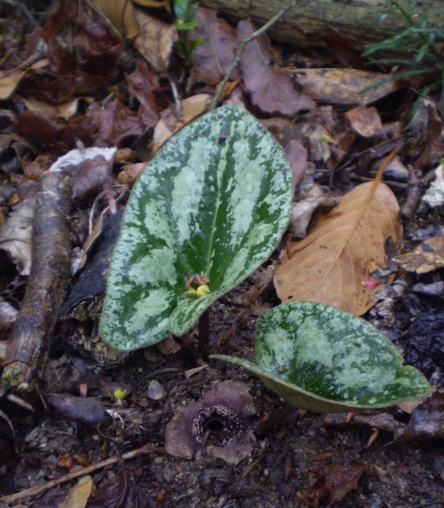 Asarum asaroides plant with flower.