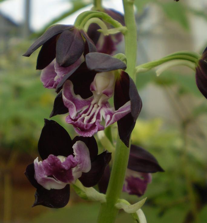 Calanthe hybrid Almost black Shikoku garden.