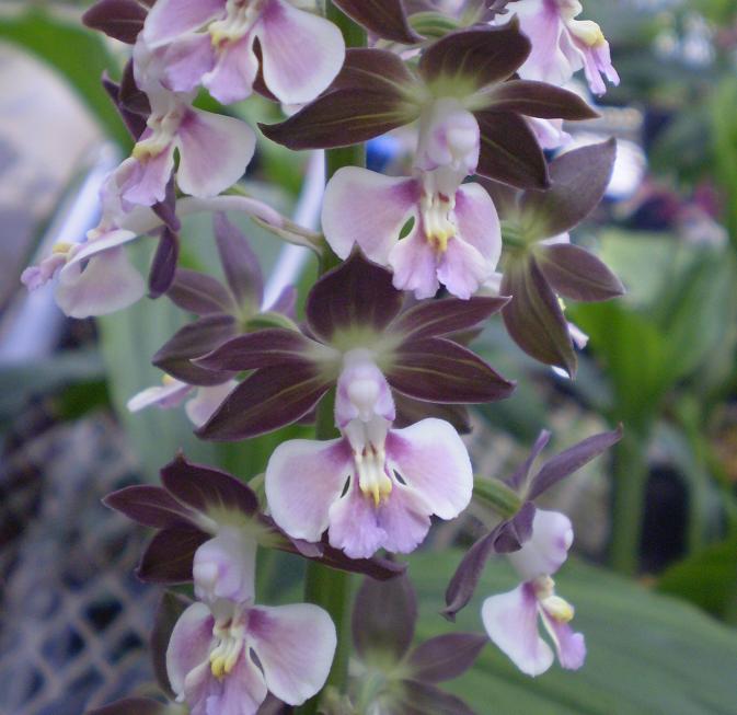 Calanthe hybrid Shikoku garden.