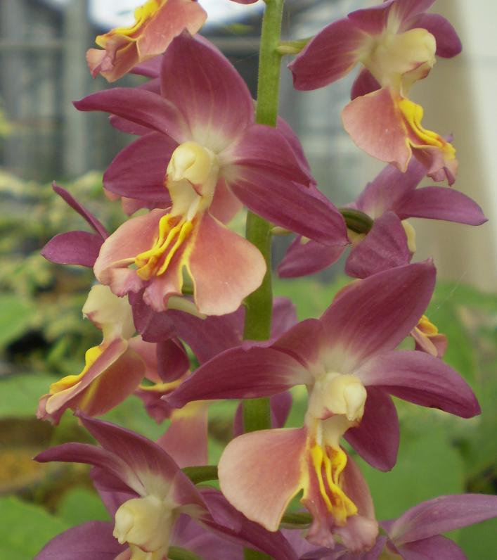 Calanthe hybrid at Shikoku garden  5.