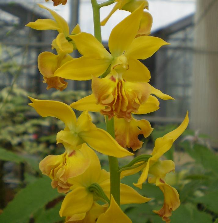Calanthe hybrid at garden  7.