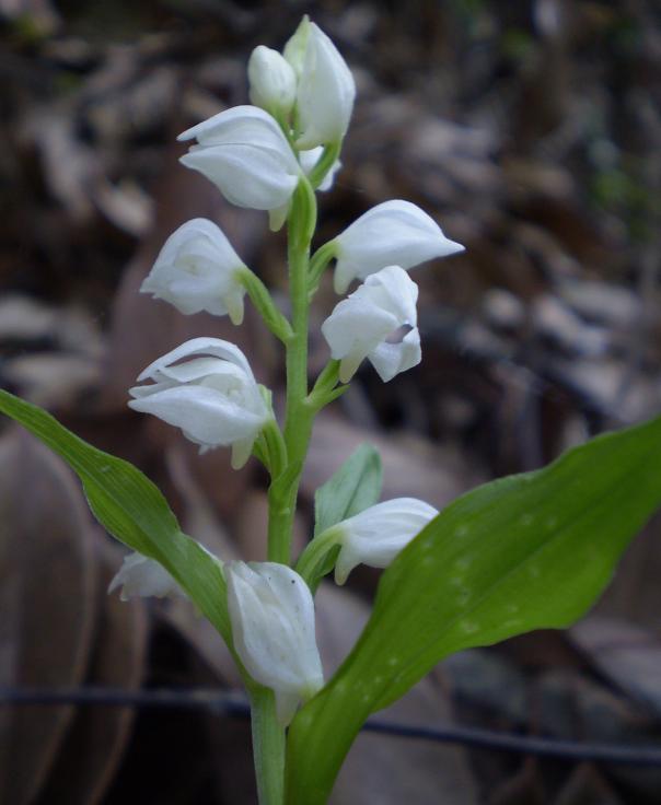 Cephalanthera erecta.