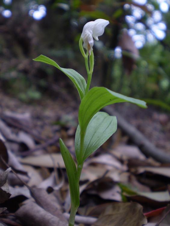 Cephalanthera erecta plant.