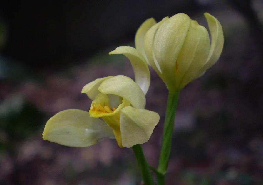 Cephalanthera falcata.