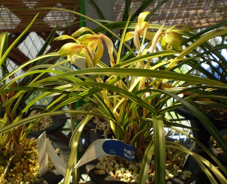 Cymbidium goeringii variegated in culture