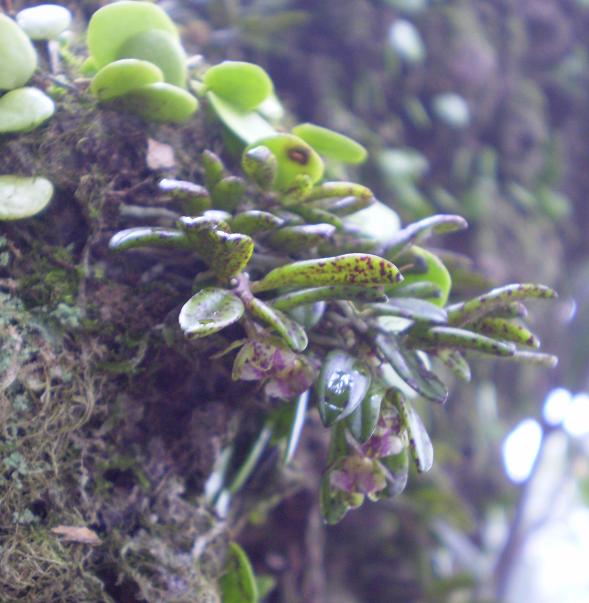 Gastrochilus matsuran.