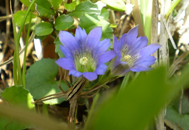Gentiana thunbergii.
