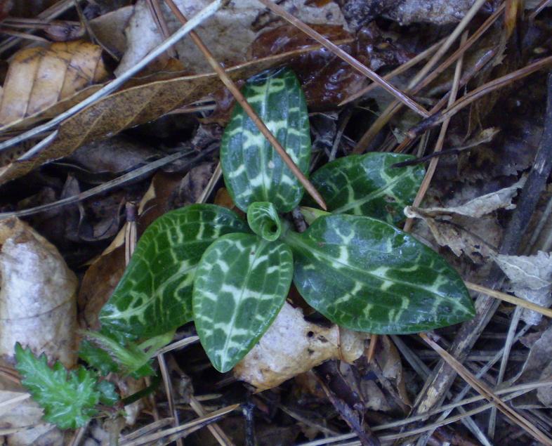 Goodyera slechtendalliana.