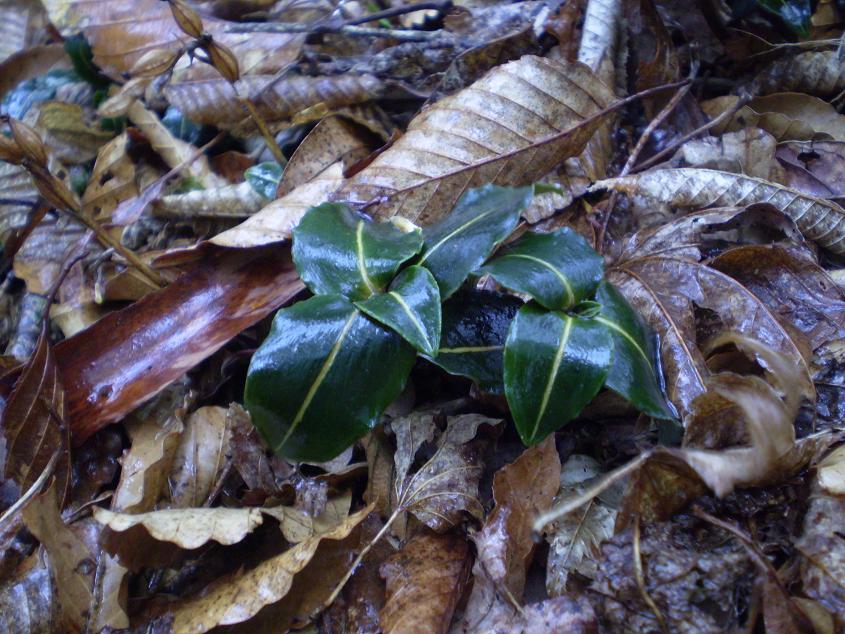 Goodyera velutina.