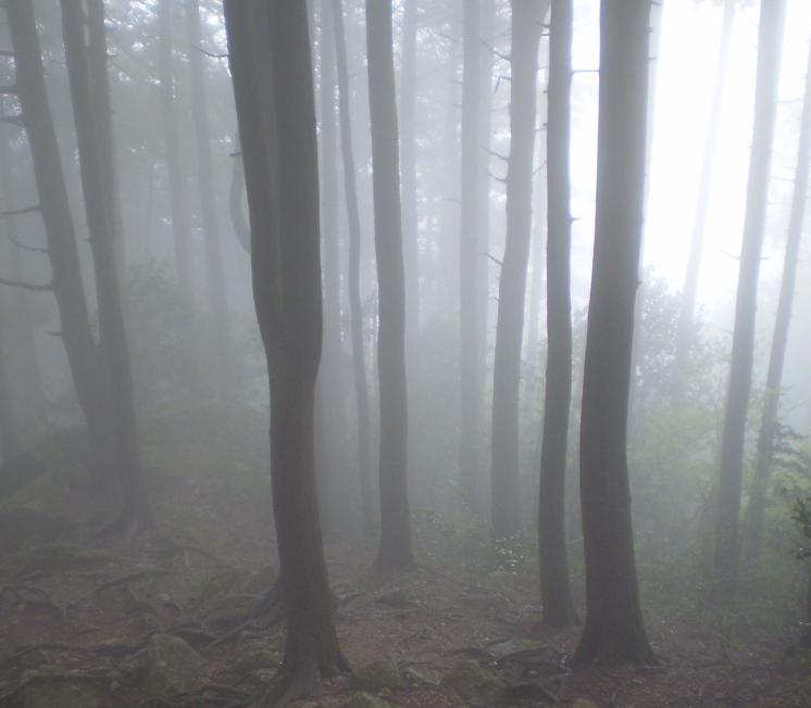 Misty mountain walk.