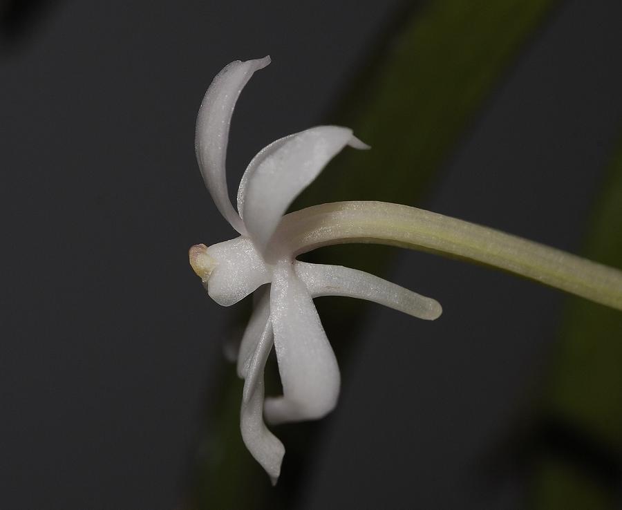 Neofinetia richardsiana flower side view. Note the short spur.