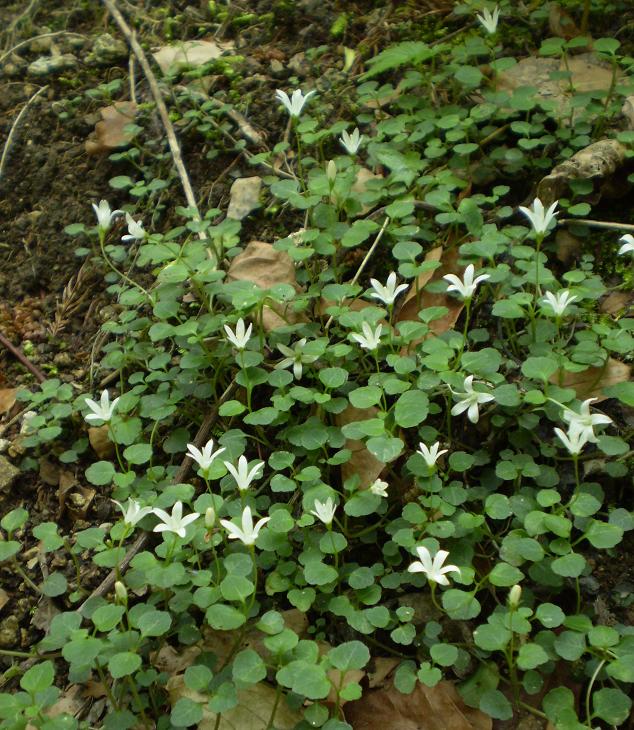 Peracarpa carnosa var. circaeoides.