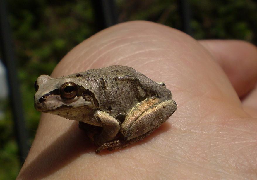 small frog.