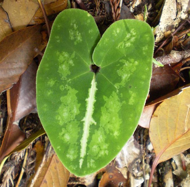Asarum.