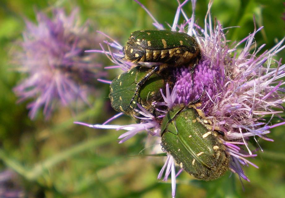 Beetles in thistle.