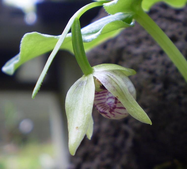Cypripedium debile.