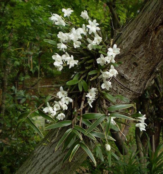 Dendrobium monile variegated in tree.