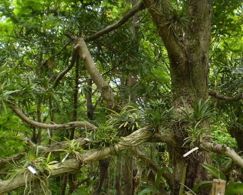 Fuukiran tree.
