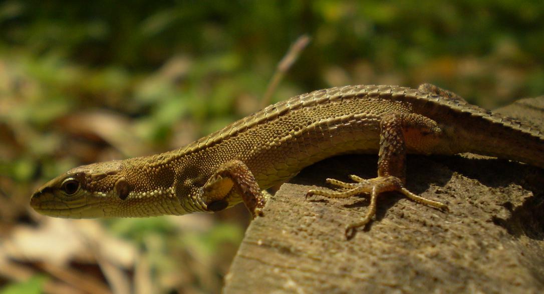 Takydromus tachydromoides  close-up