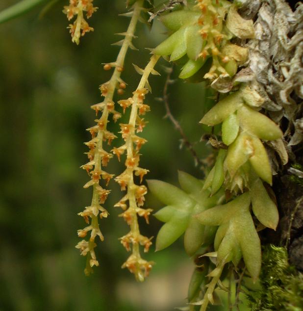 Oberonia japonica.